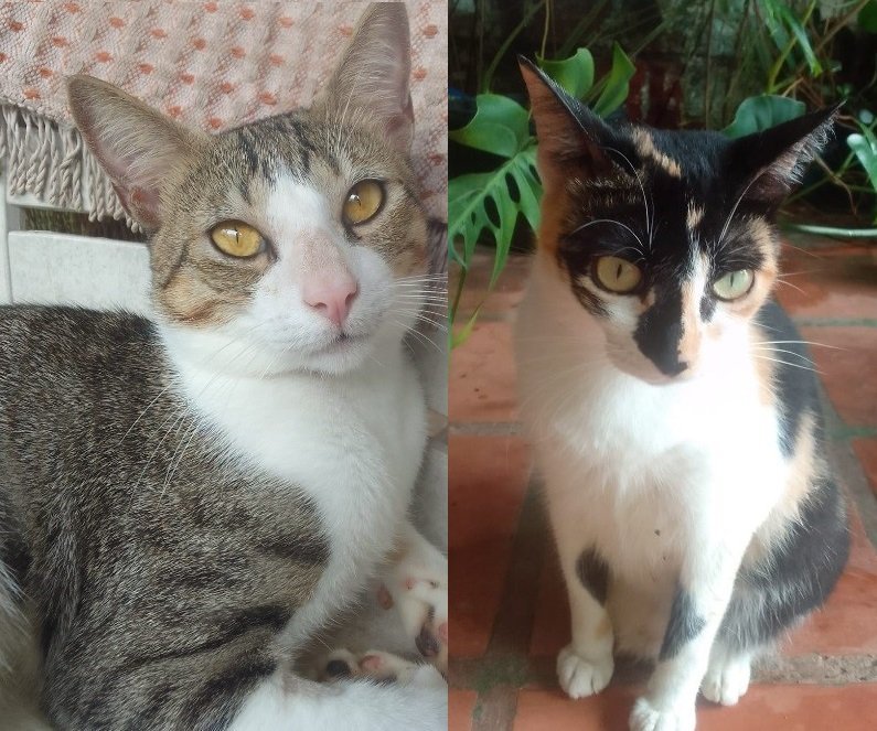 Sushi e Noname